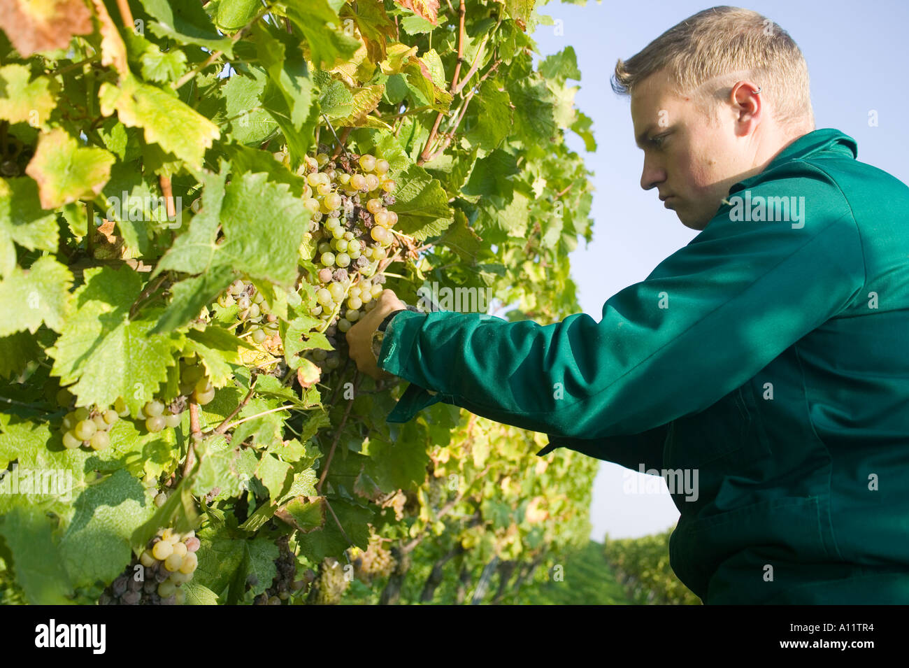 Landarbeiter bei der weinlese im Wingert worker gathering grapes at vineyard Stock Photo
