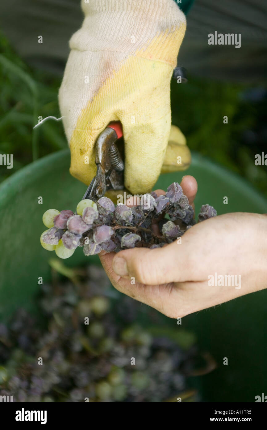 Botrytis Pilz Botrytis cinerea grape gathering fo selection wine noble rot Stock Photo