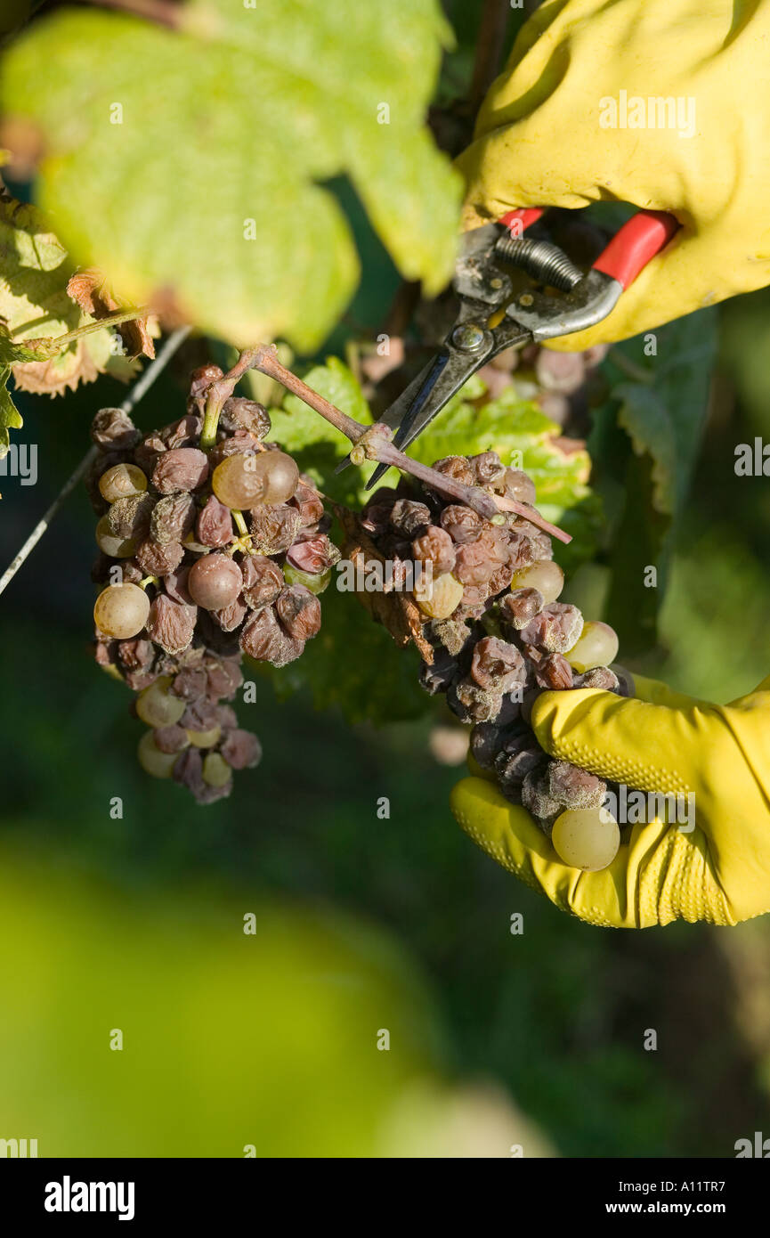 Botrytis cinerea grape gathering fo selection wine noble rot Stock
