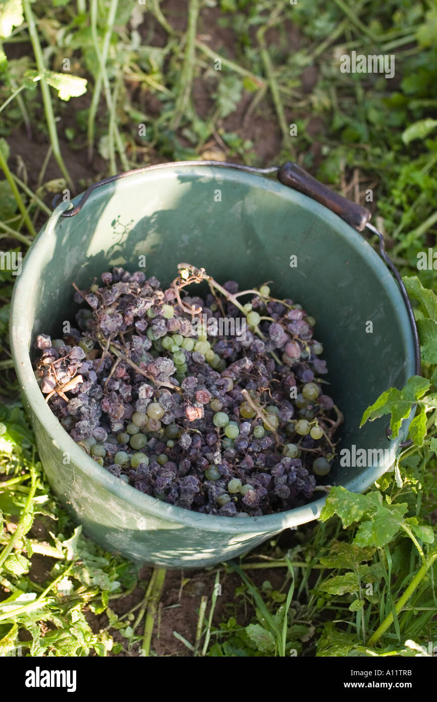 Eimer Edelfaule Trauben fuer Auslese Biowein Ecovin bucket noble rot grapes organic wine Stock Photo