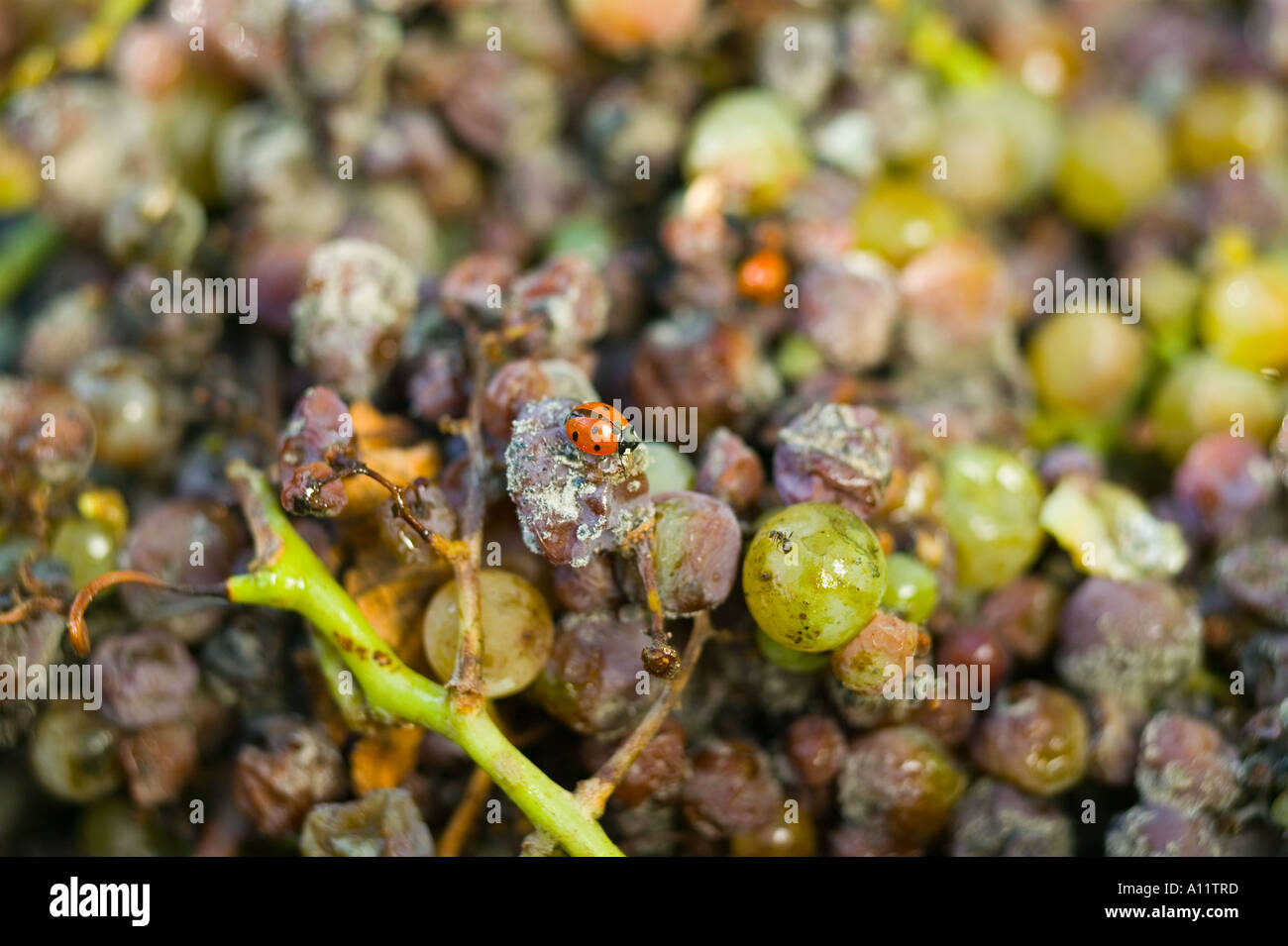 Marienkaefer Edelfaule Trauben fuer Auslese Biowein Ecovin ladybird noble rot grapes organic wine Stock Photo