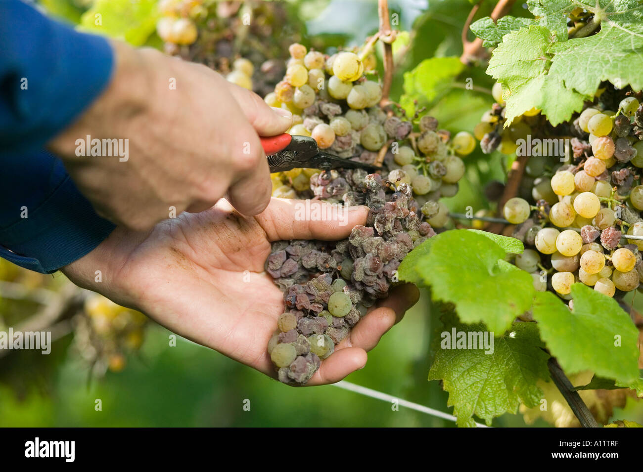 Botrytis Pilz Botrytis cinerea grape gathering fo selection wine noble rot Stock Photo