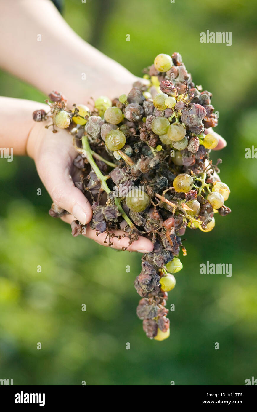 Botrytis Pilz Botrytis cinerea grape gathering fo selection wine noble rot Stock Photo