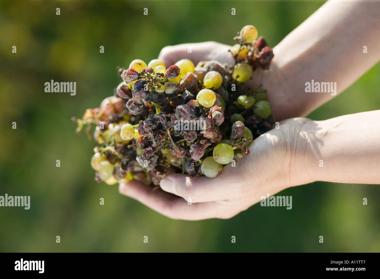 Botrytis Pilz Botrytis cinerea grape gathering fo selection wine noble rot Stock Photo