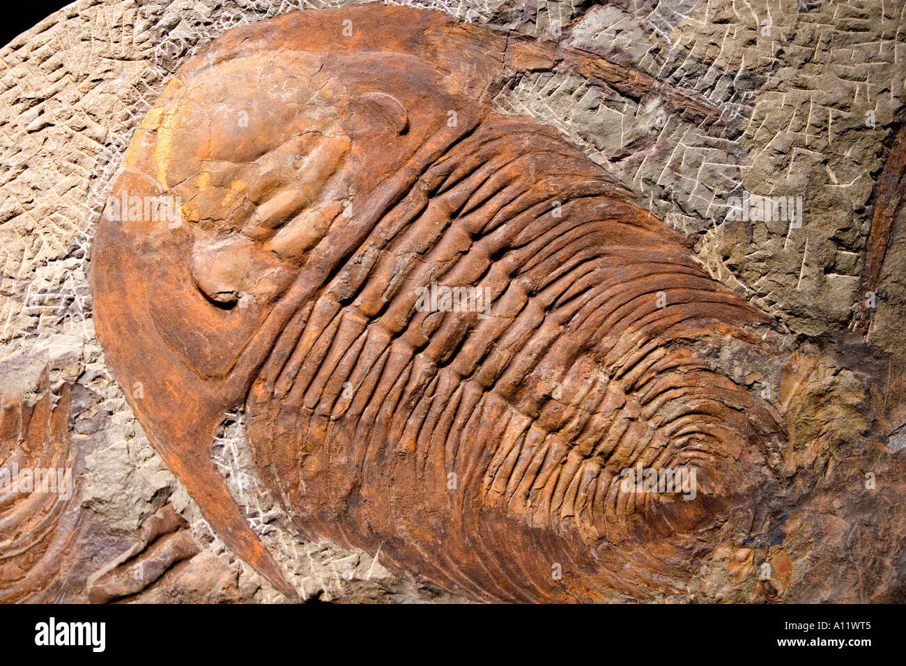 Fossilized trilobite Stock Photo