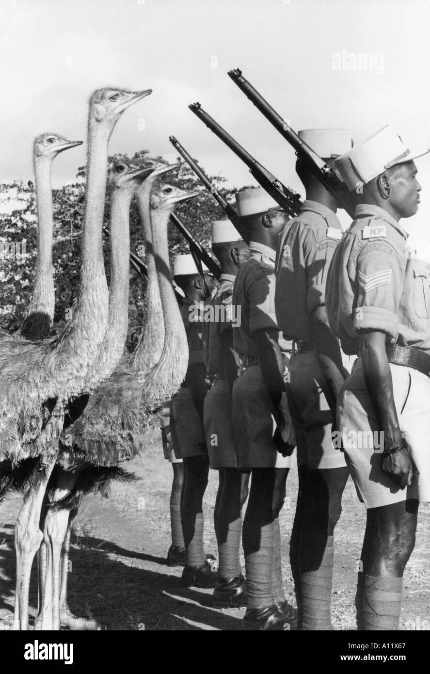Ostrich patrol, Tsavo,Kenya Stock Photo