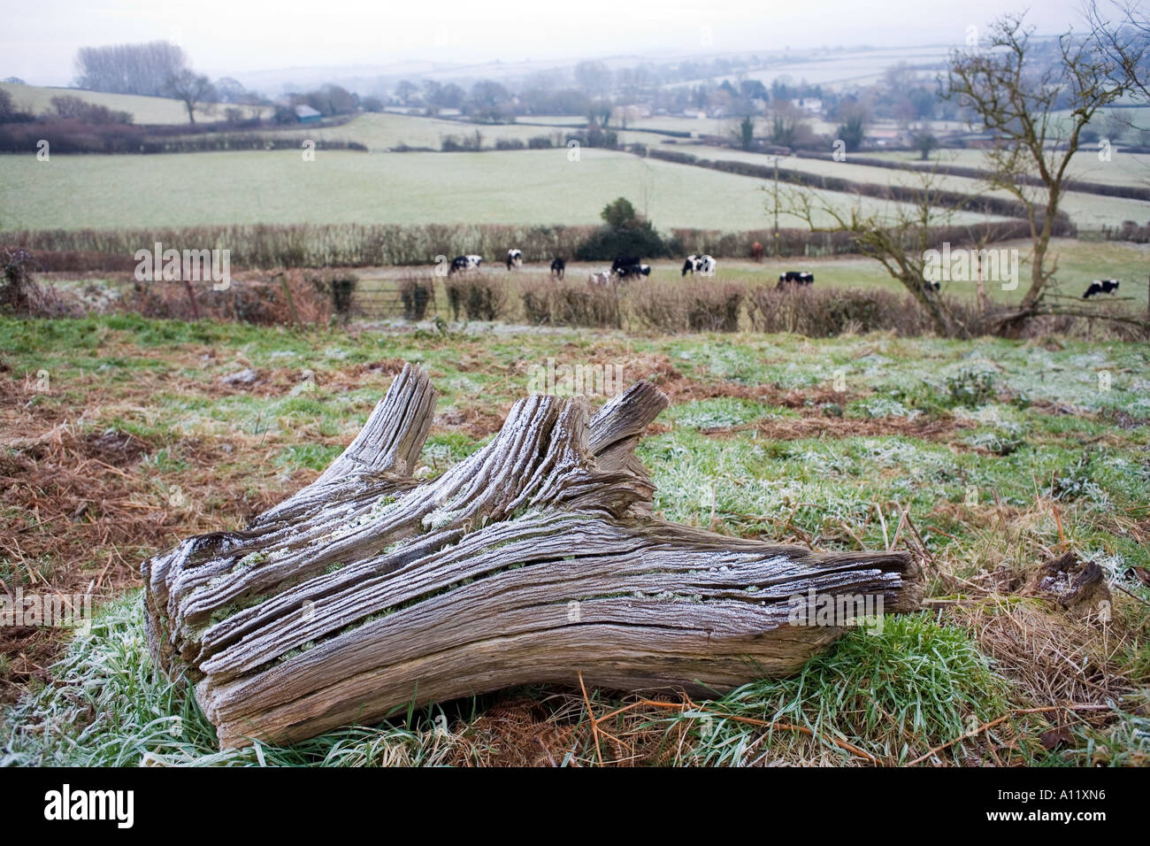 Frosted log in winter field, Balham Hill, Somerset, England, UK, frost frosted log cold winter day crisp bleak bleakness lonely Stock Photo
