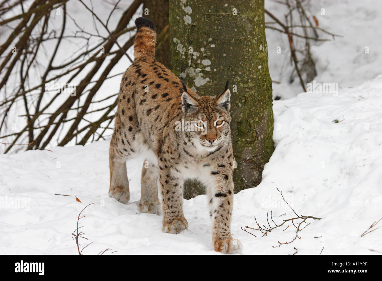 Luchs, Felis lynx Stock Photo