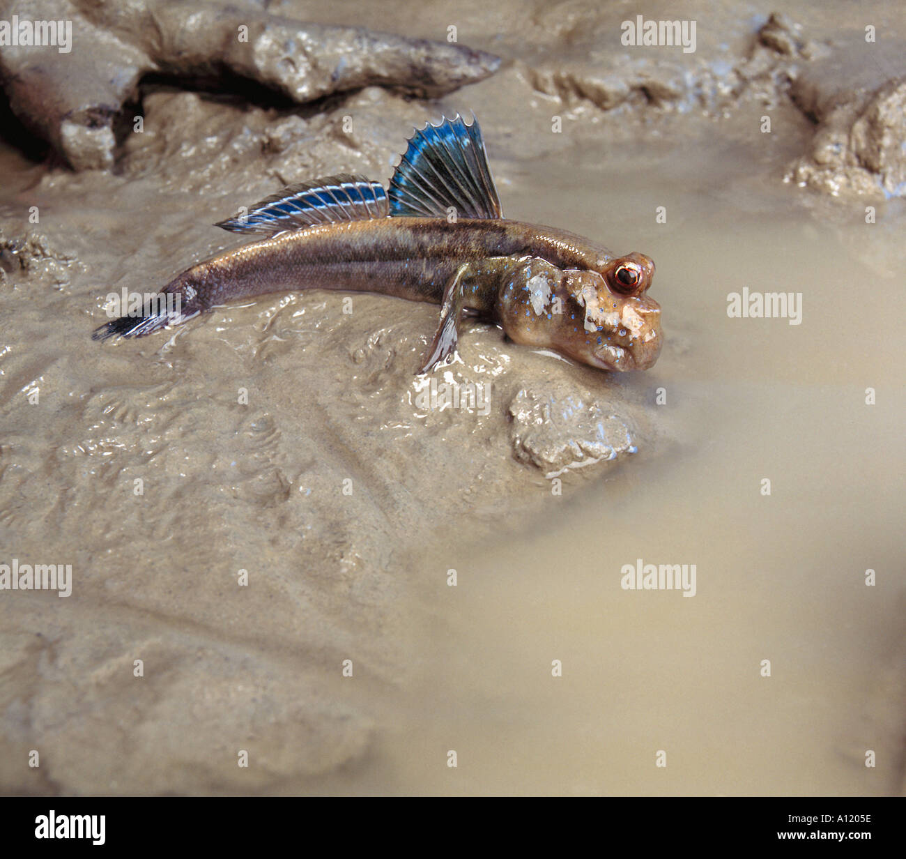 MUDSKIPPER a real fish goes out of the water to land mangrove signal sign  blue fin pool waterpool Stock Photo - Alamy