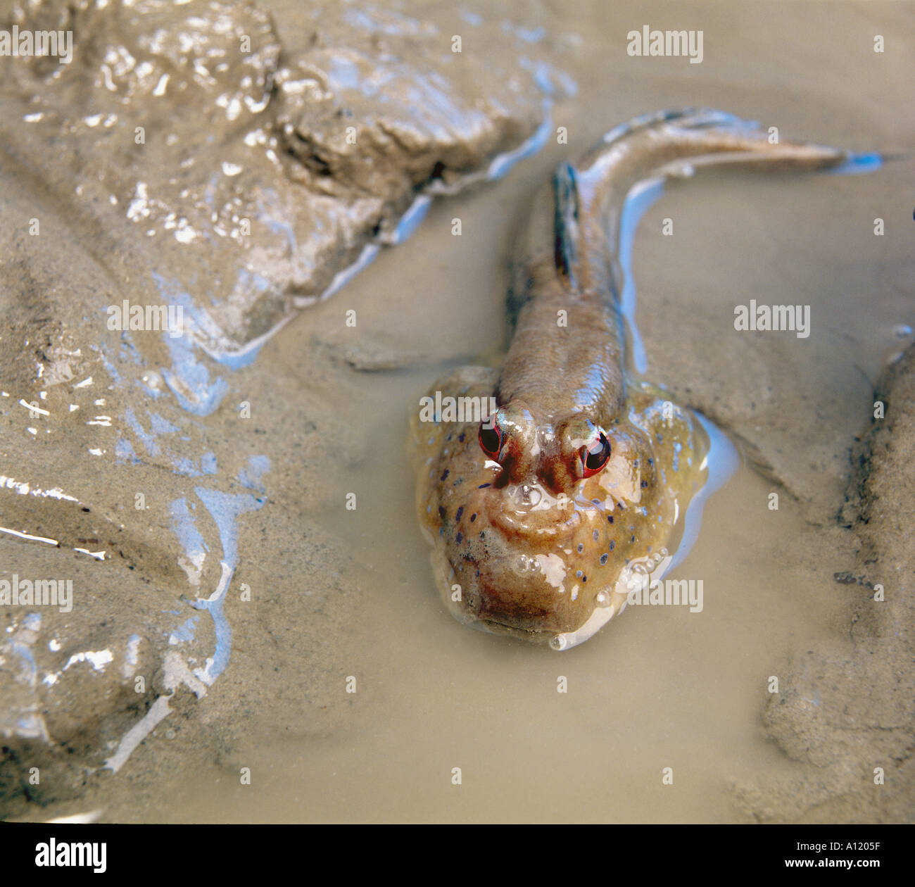 MUDSKIPPER a real fish goes out of the water to land mangrove signal sign  blue fin pool waterpool brackish water brackwater Stock Photo - Alamy