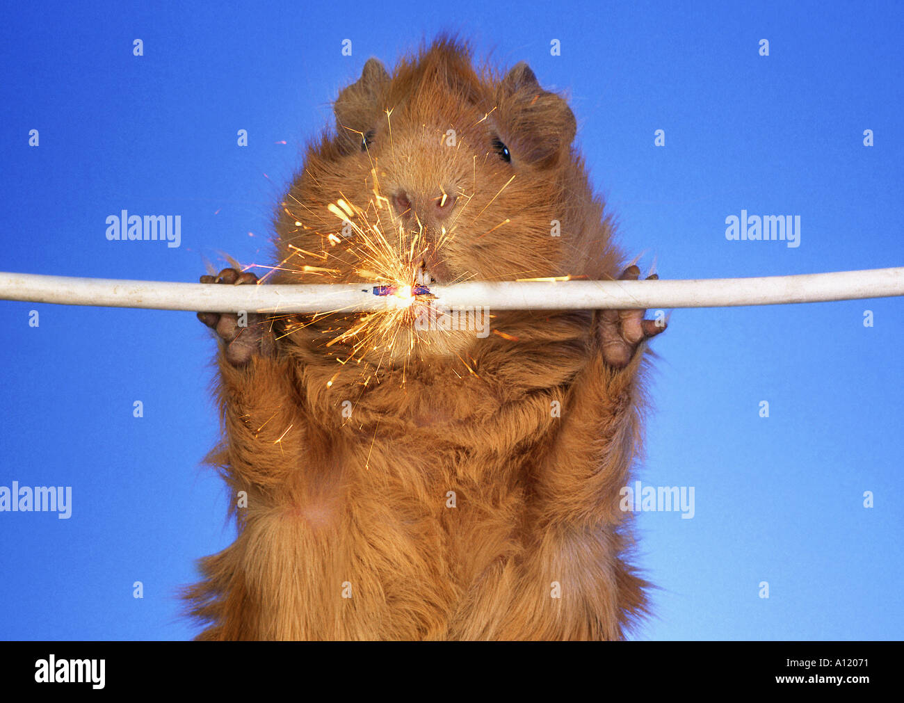 GUINEA PIG nibbles at the electric cable highly dangerous current brown animal blue plain background danger for life humour Stock Photo