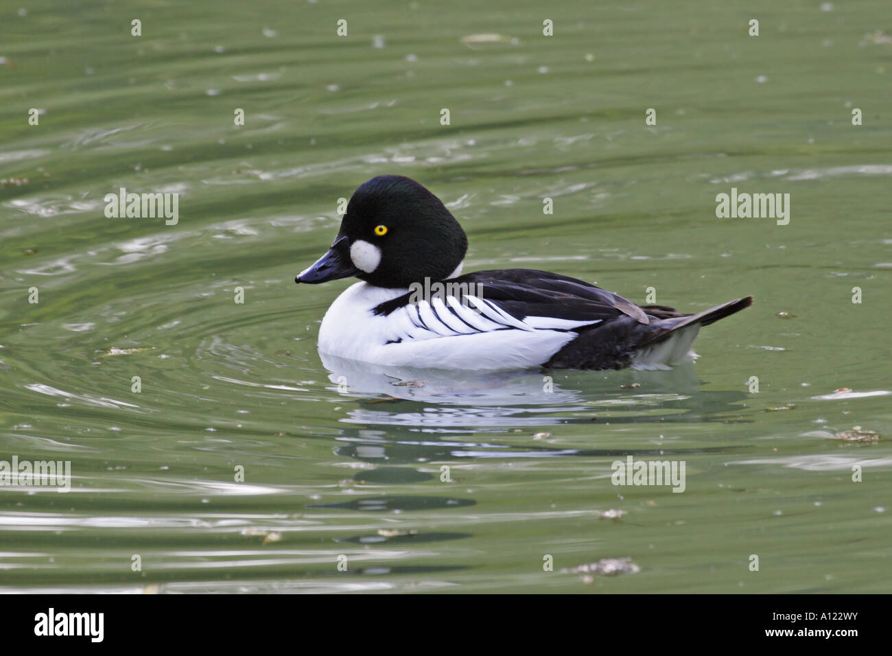 Bucephala clangula, Schellente Stock Photo