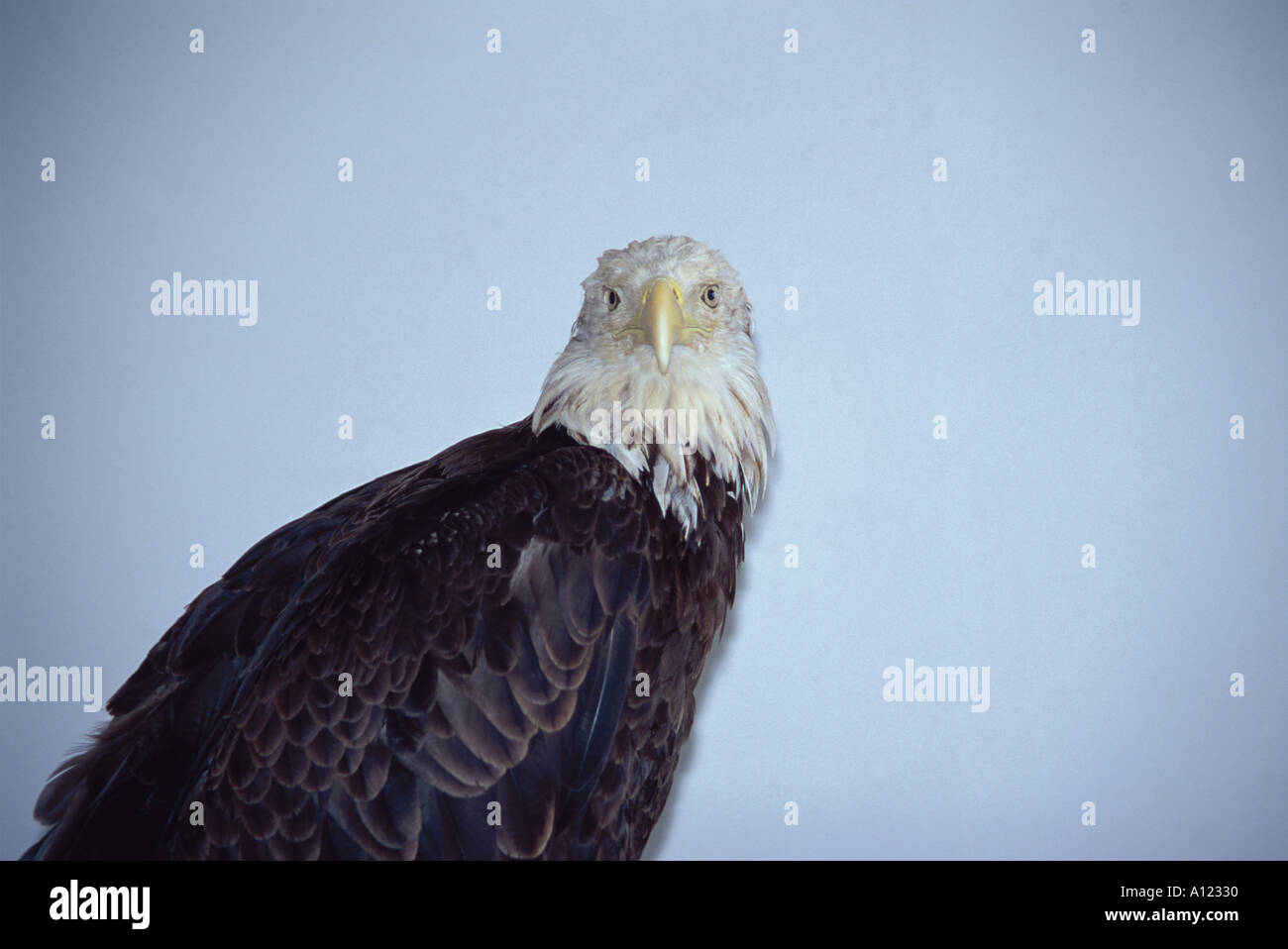 captive American bald eagle Wabasha Minnesota USA Stock Photo - Alamy