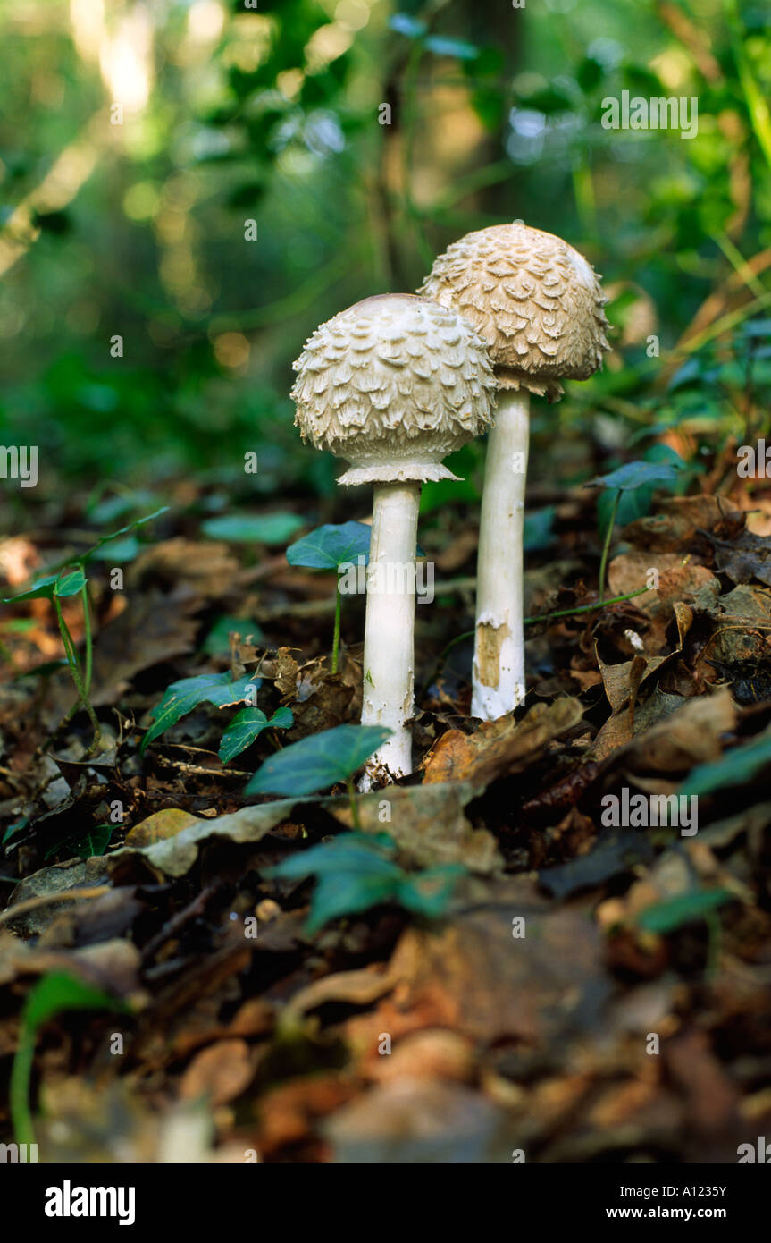 Woodland variety of the Shaggy Parasol fungi growing at Two Mile Coppice in Weymouth Dorset county England UK Stock Photo