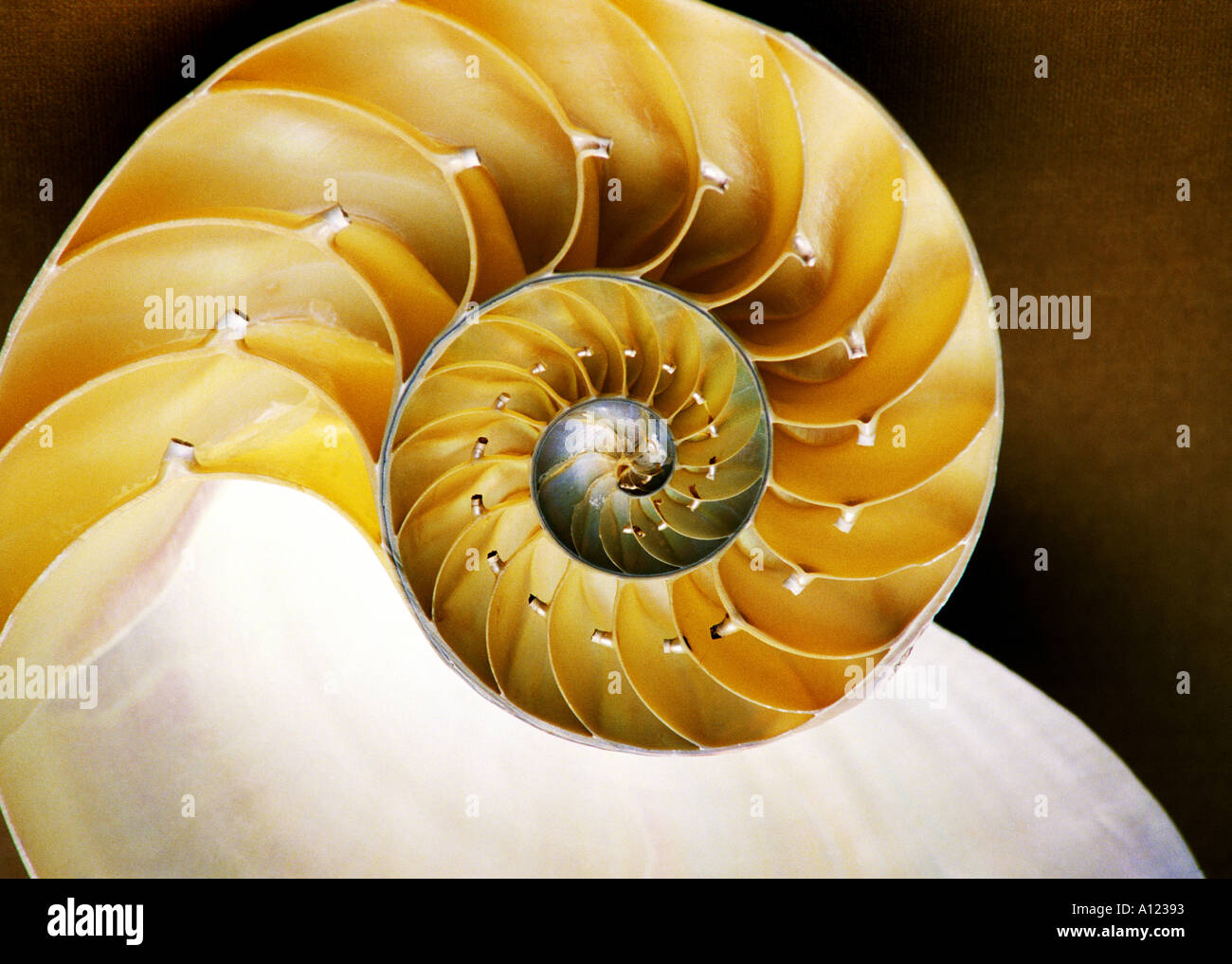 The nautilus hi-res stock photography and images - Alamy