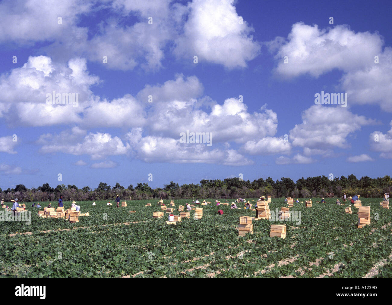 Harvesting Tomato Crops Homestead Florida USA Stock Photo Alamy