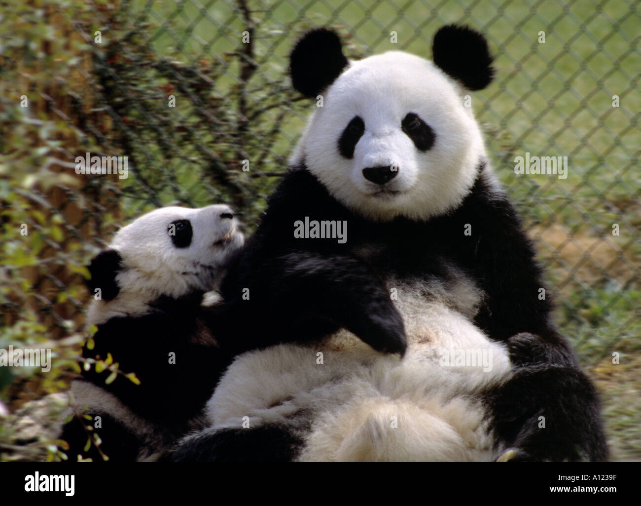 Female Panda and Cub Ailuropoda melanoleuca Stock Photo