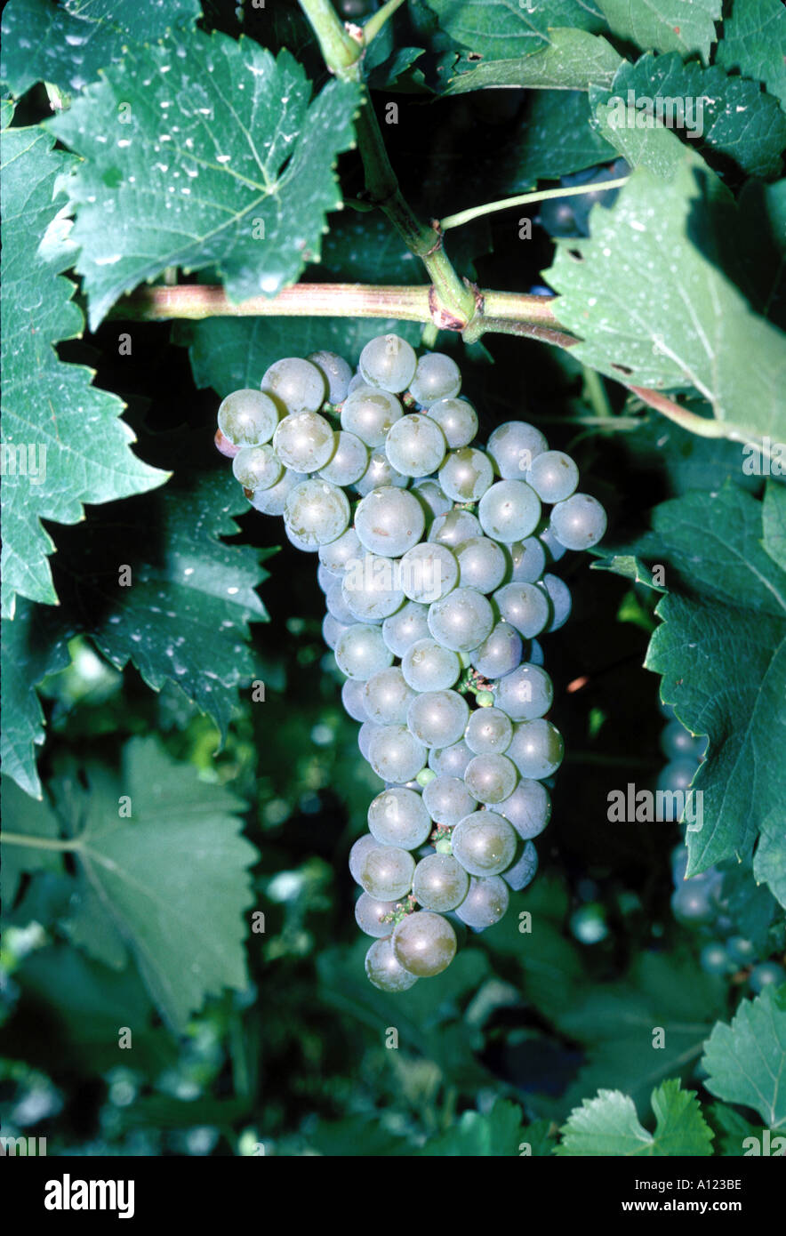PLANT GRAPES BALDWIN VINEYARDS NEW YORK STATE Stock Photo Alamy