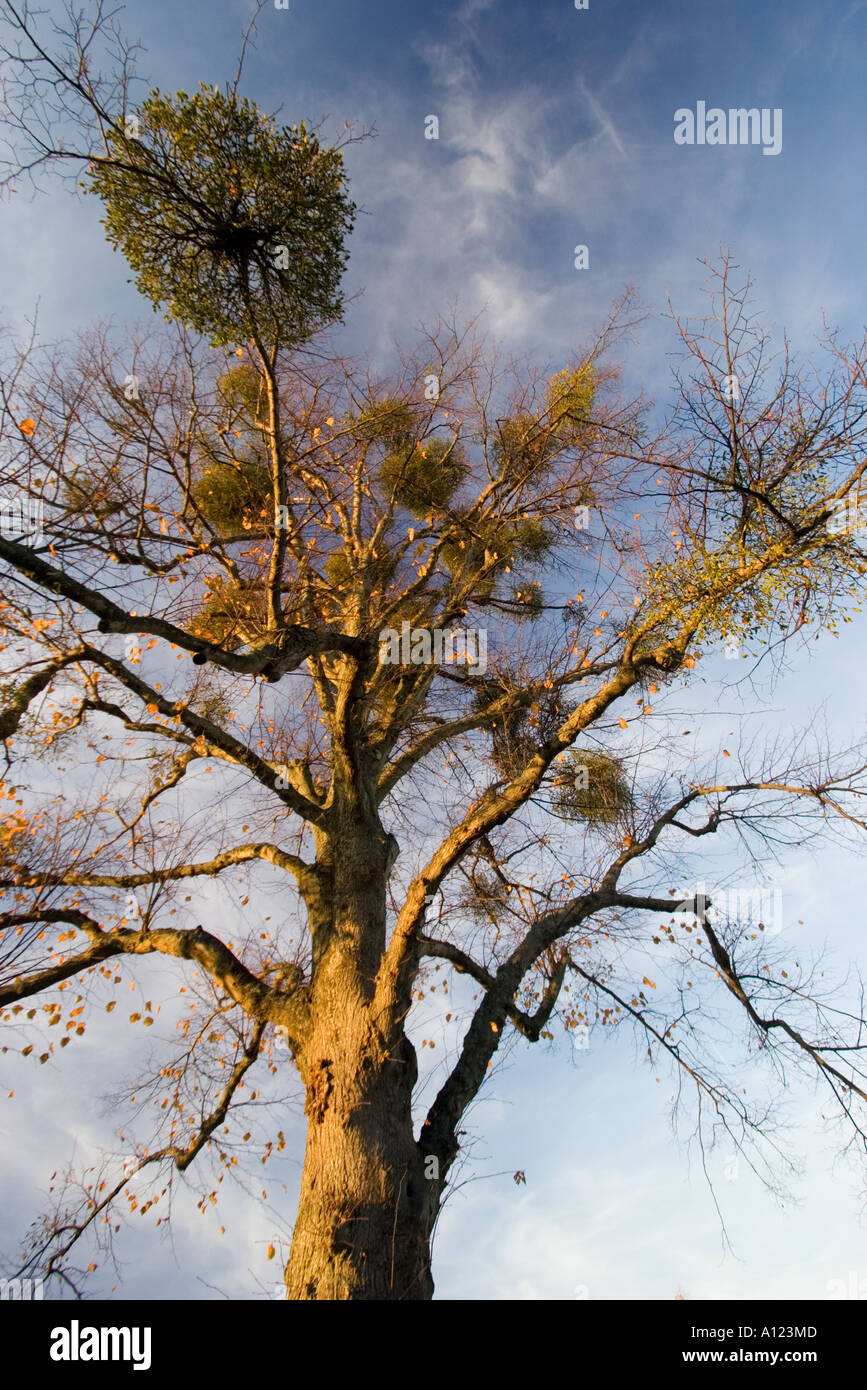 Large concentration of Mistletoe in branches of host tree Stock Photo