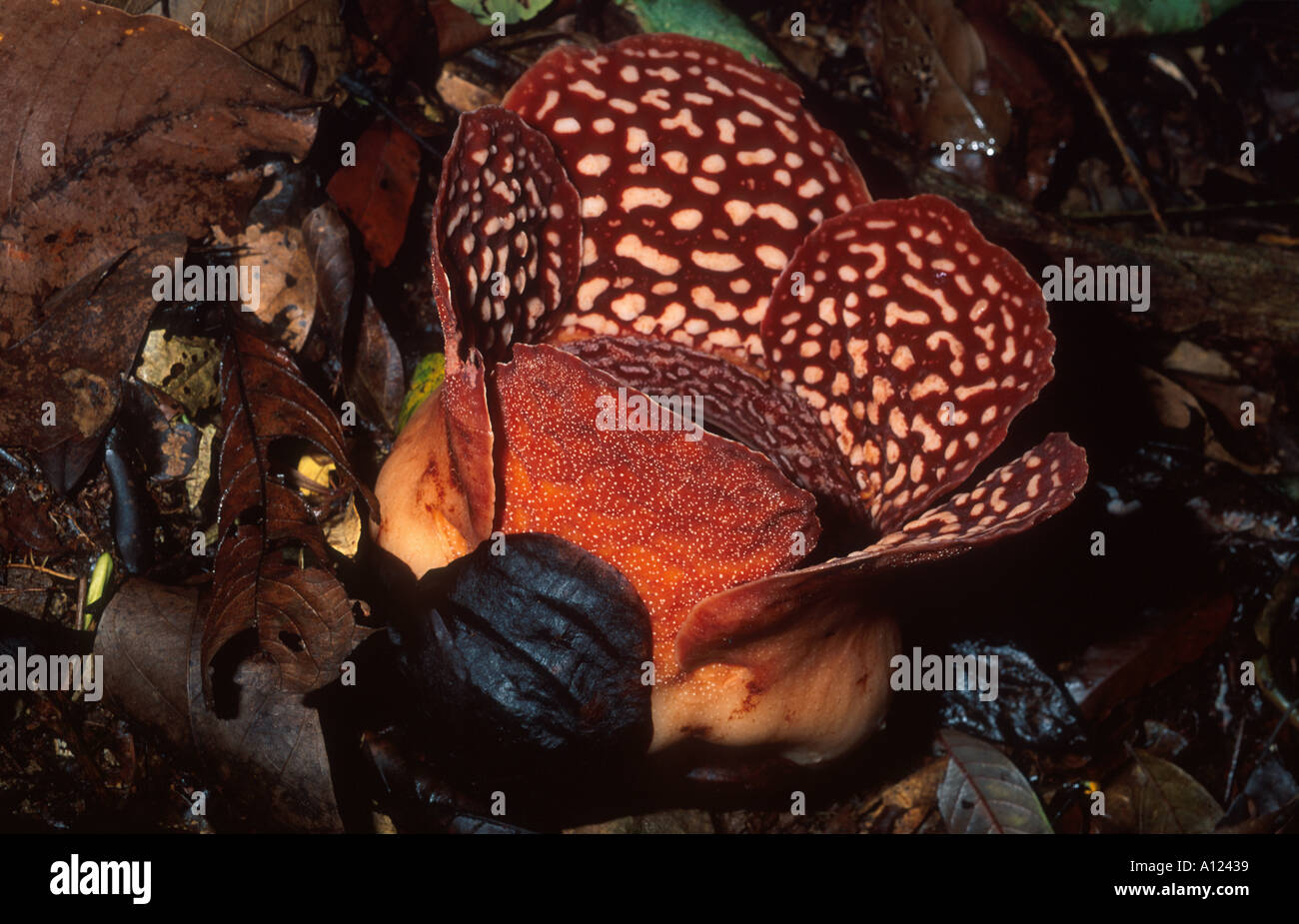 The world s largest flower Rafflesia pricei opening. The world s largest flower Rafflesia pricei opening Stock Photo