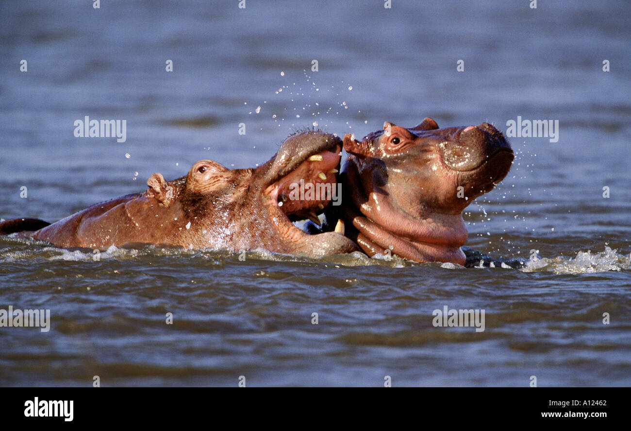 Hippopotamus and calf Kruger National Park South Africa Stock Photo