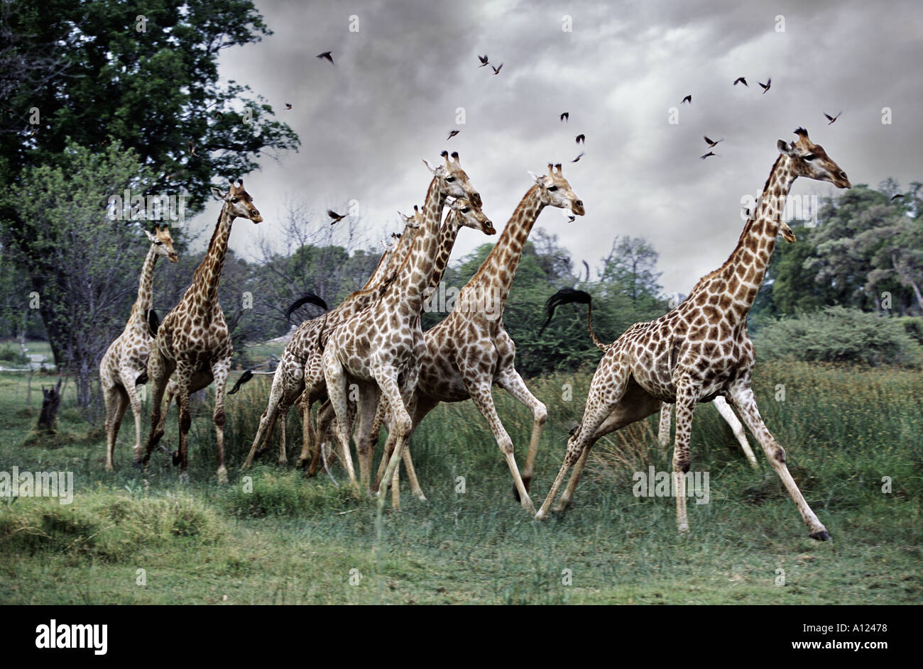 Giraffes running Moremi Botswana Stock Photo
