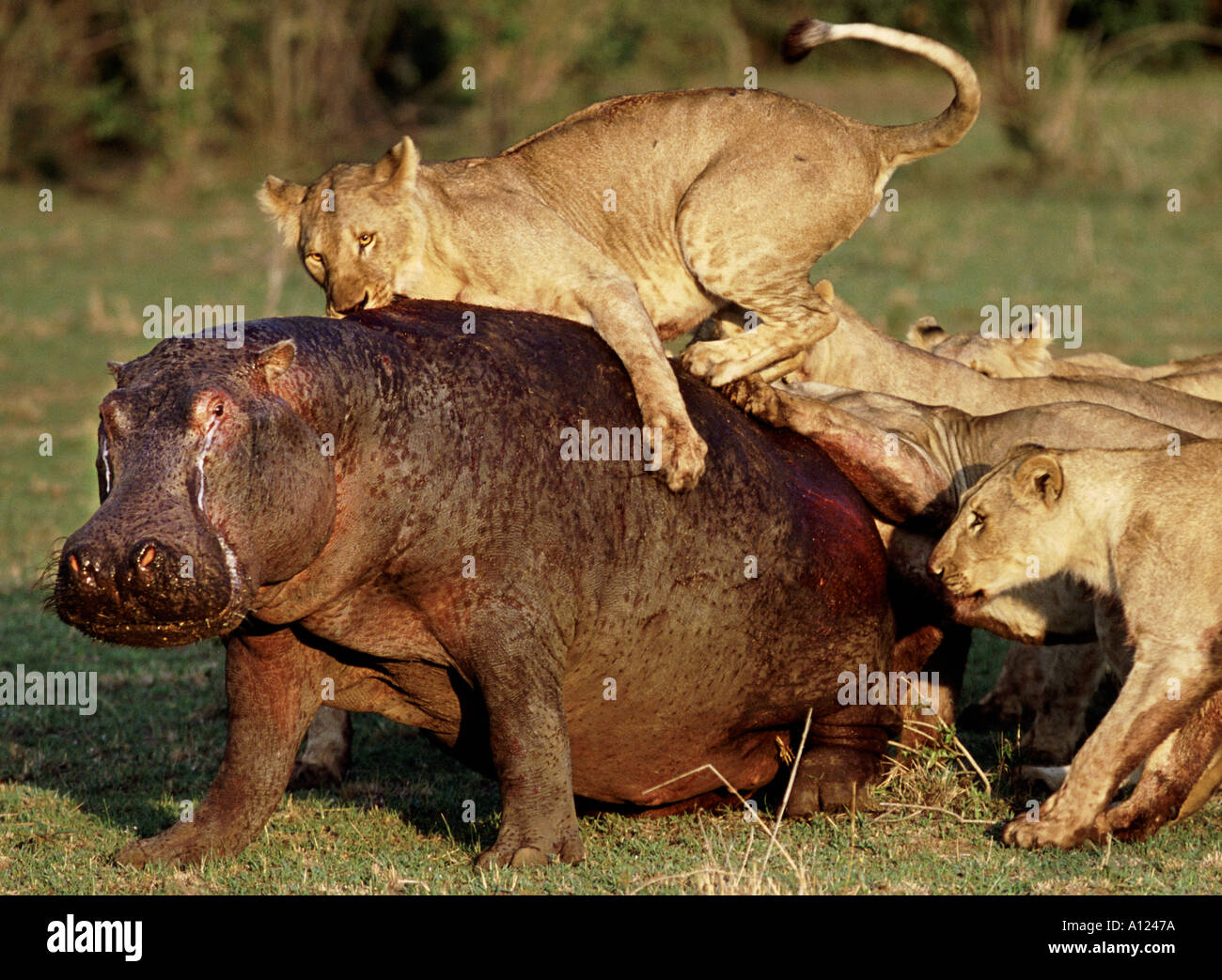 Lions attacking hippo Masai Mara Kenya Stock Photo