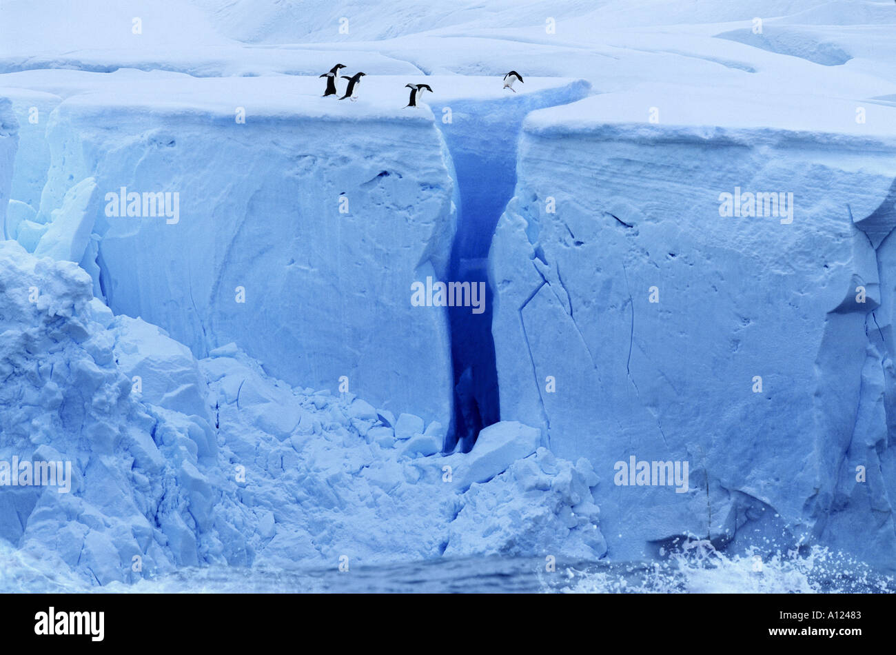 Adelie Penguins And Crevasse Antarctica Stock Photo Alamy
