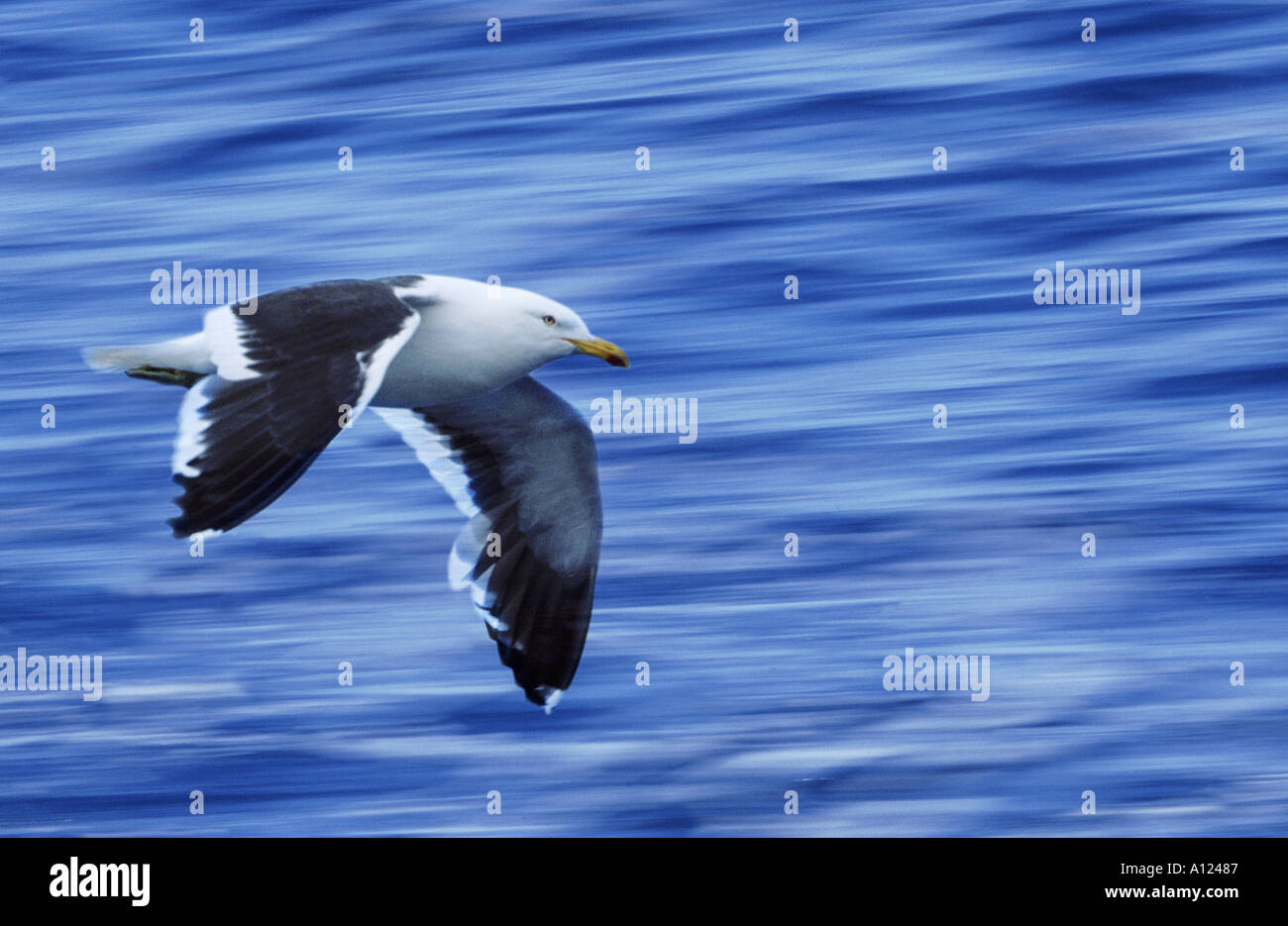 Kelp Gull in flight Antarctica Stock Photo