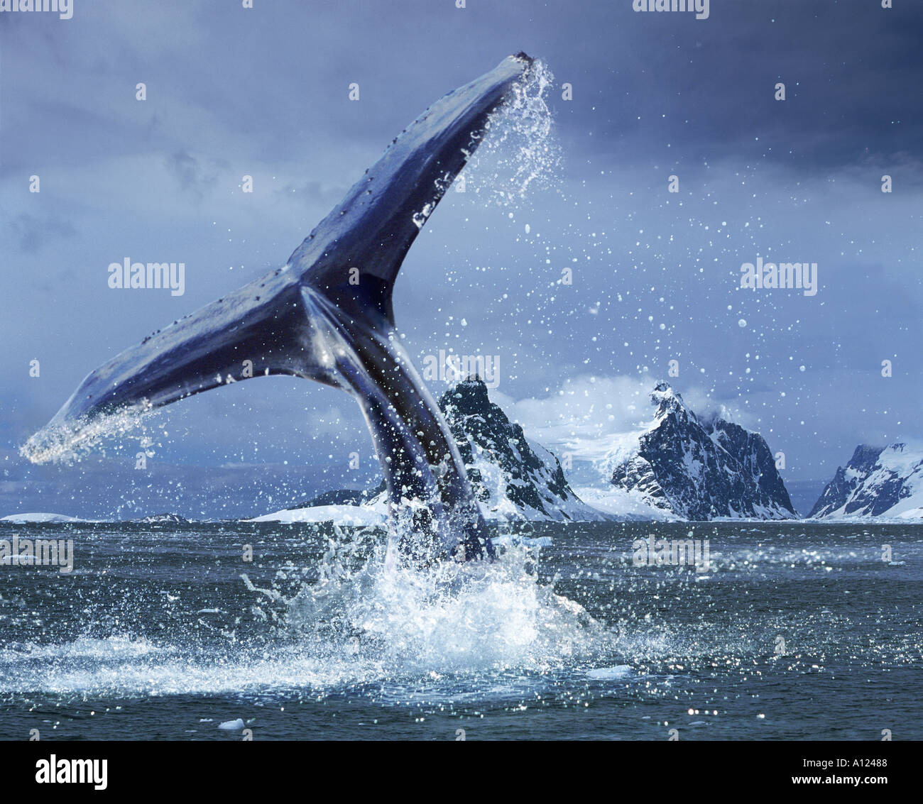 Humpback whale Antarctica Stock Photo