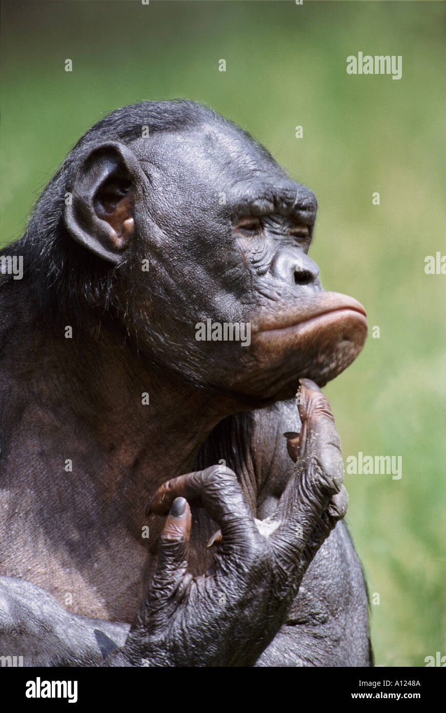 Bonobo Stock Photo