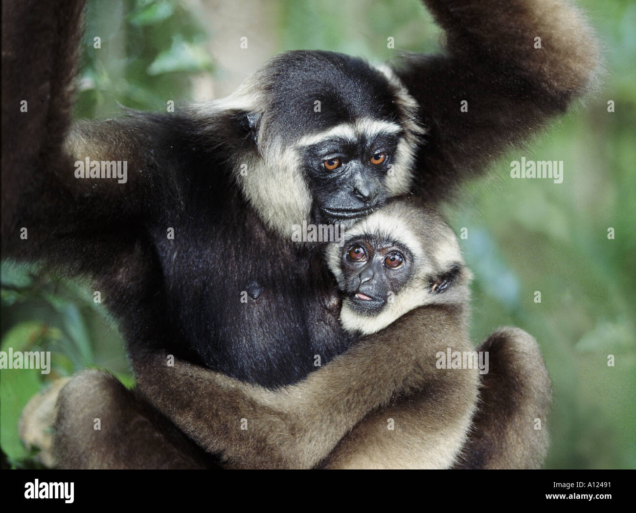 Dark handed gibbon and baby Tanjung Putting Borneo Stock Photo