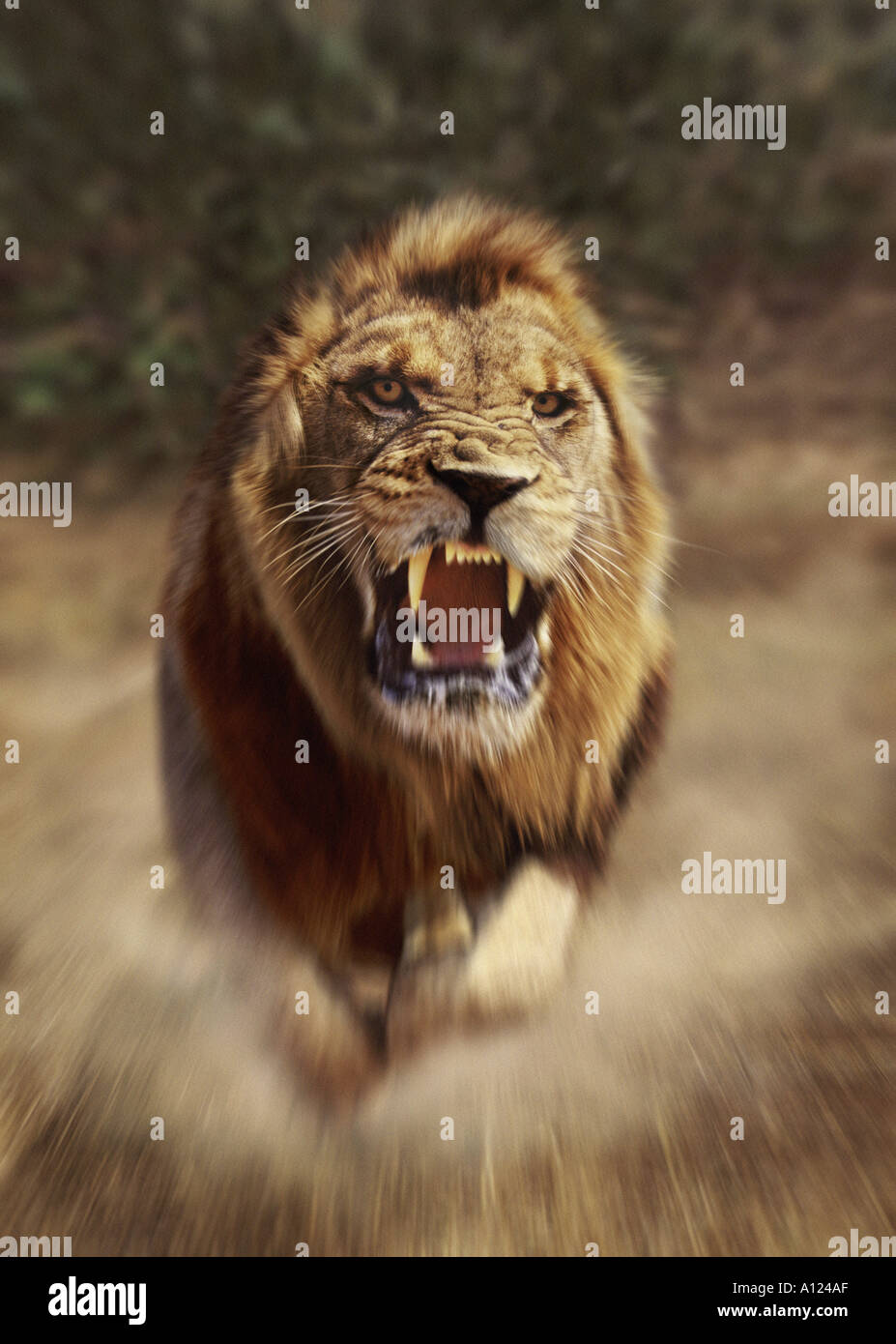 Male south african lion hi-res stock photography and images - Alamy