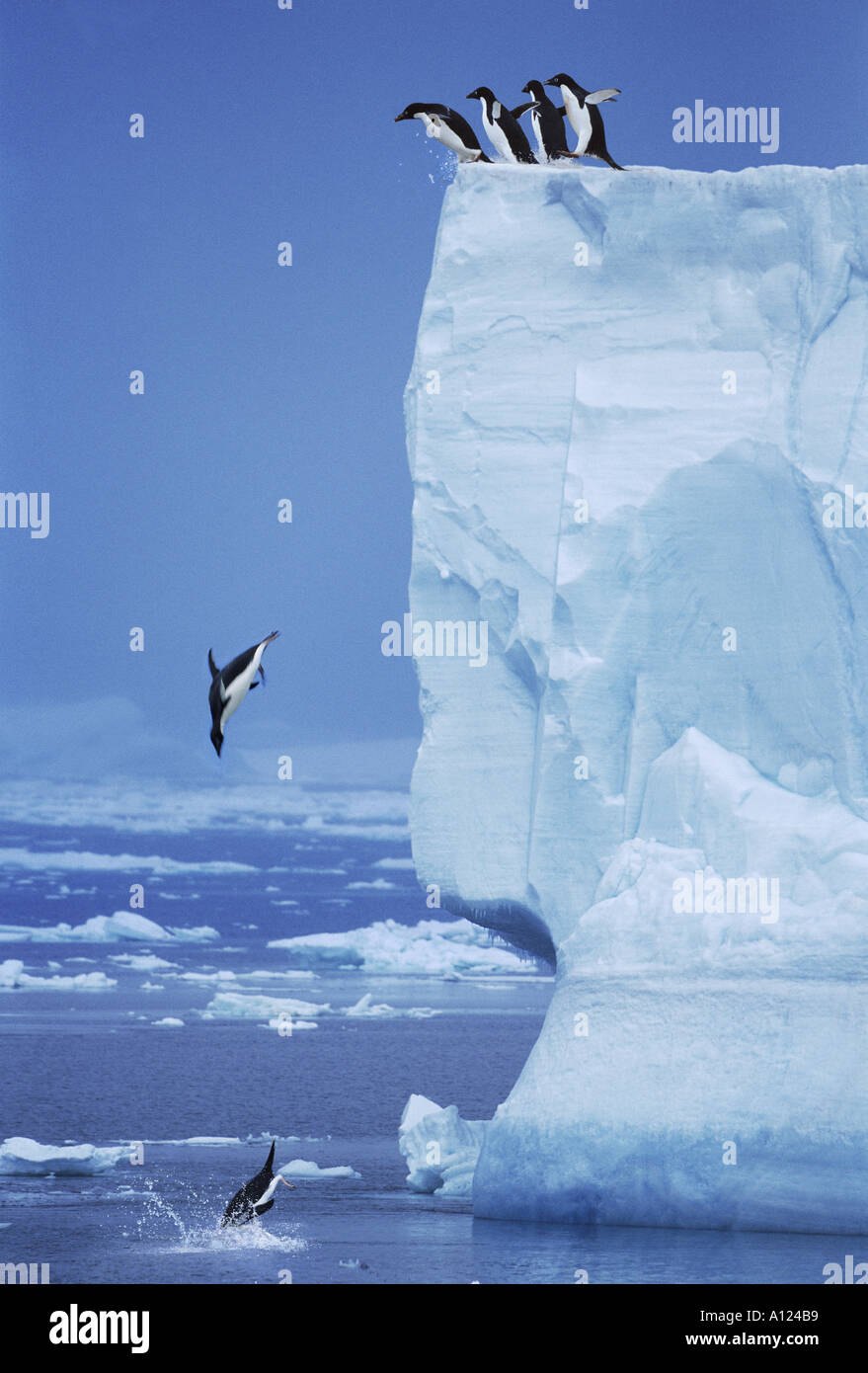 Adelie penguins jumping off iceberg hi-res stock photography and images