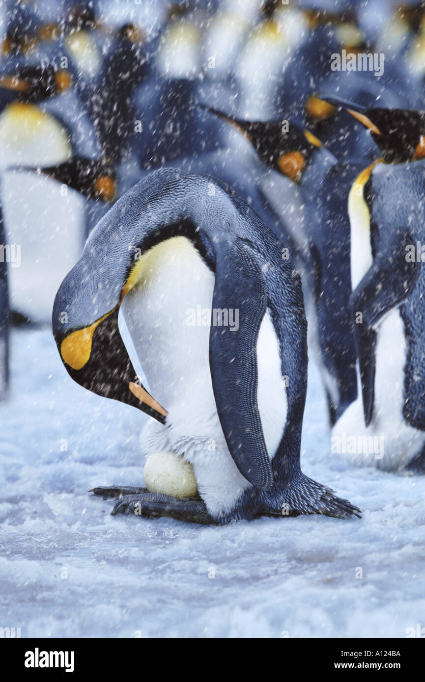 King Penguin checking egg Antarctica Stock Photo