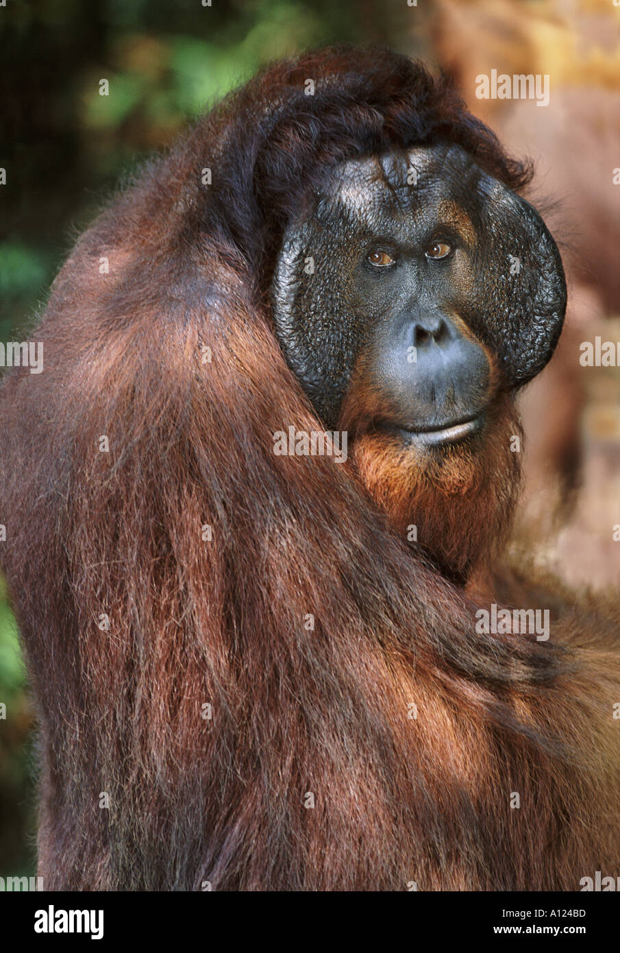 Mature male orangutan Tanjung Puting Borneo Stock Photo