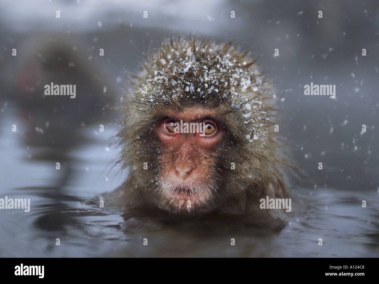 Snow monkey Jigokudani National Park Japan Stock Photo