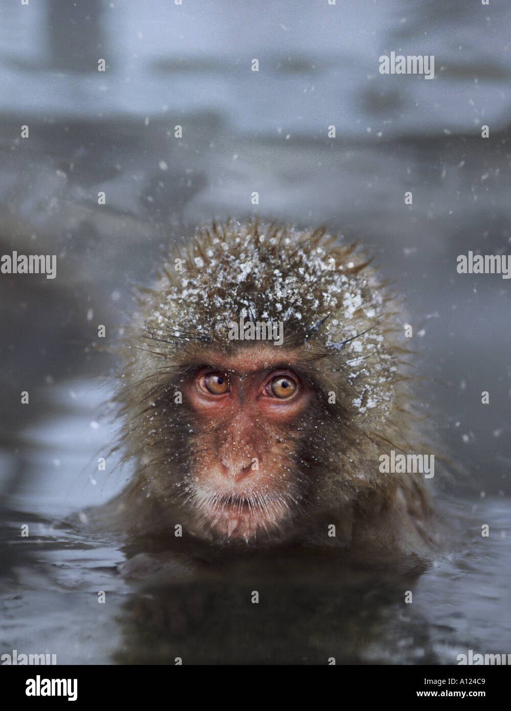 Snow monkey in the hot springs Jigokudani National Park Japan Stock Photo