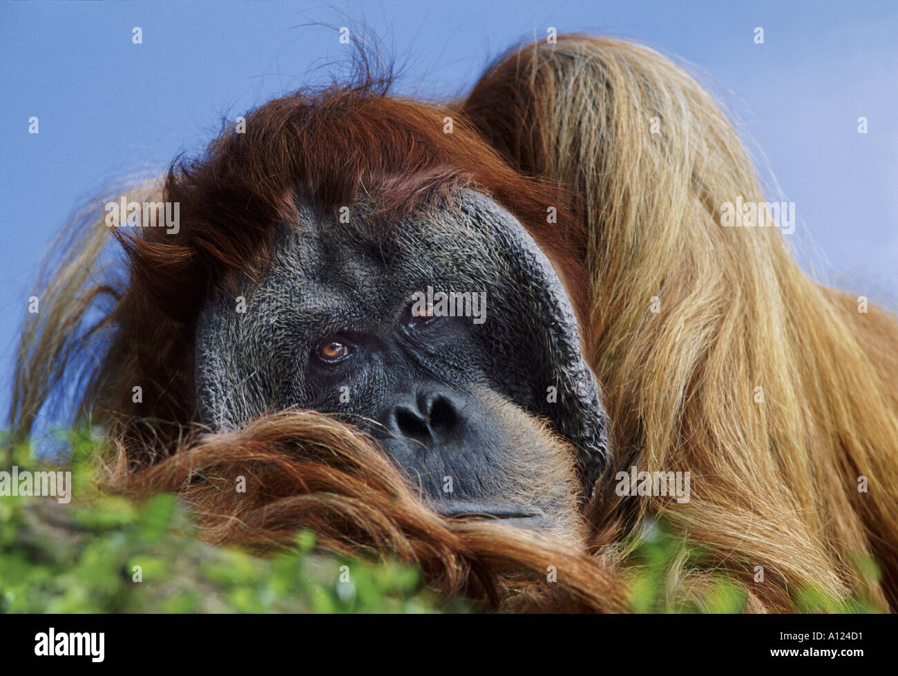 Old male Sumatran orangutan Stock Photo