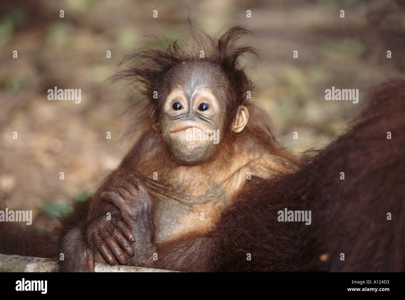 Cute Baby Orangutan Stock Photos Cute Baby Orangutan Stock Images