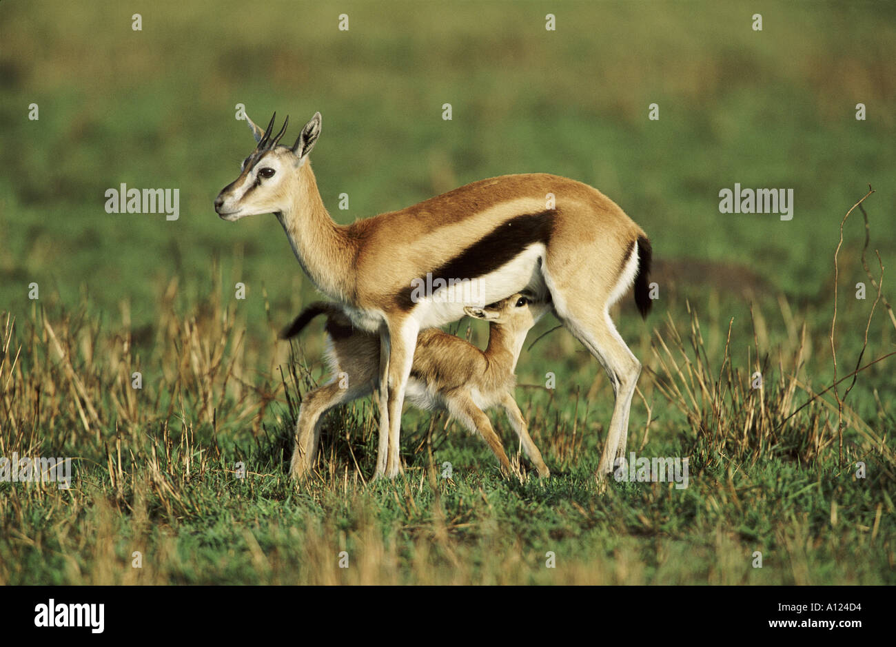 Thomson s gazelle feeding young Masai Mara Kenya Stock Photo - Alamy