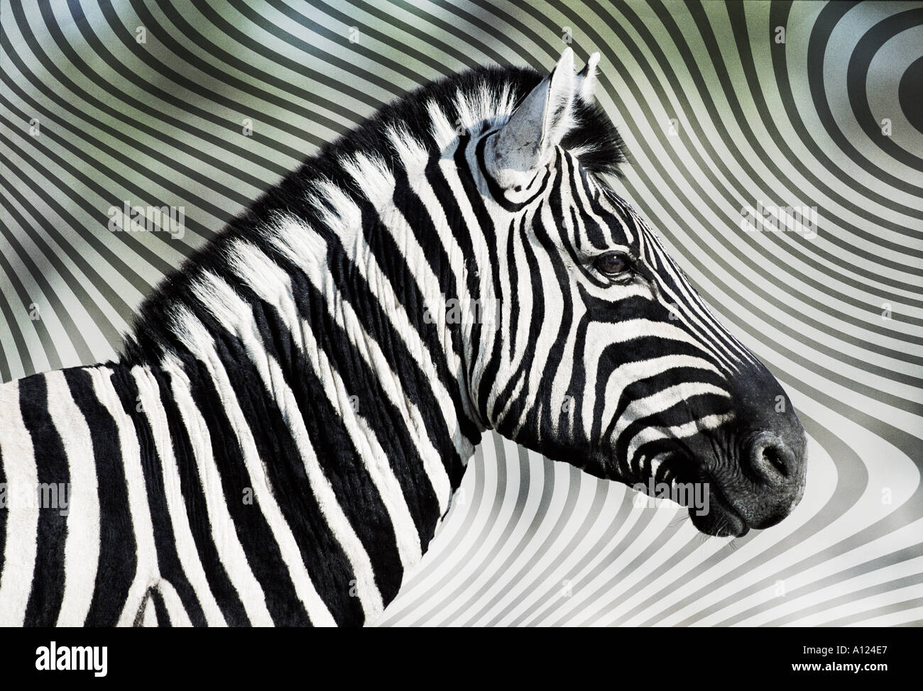 Zebra against zebra skin background Stock Photo