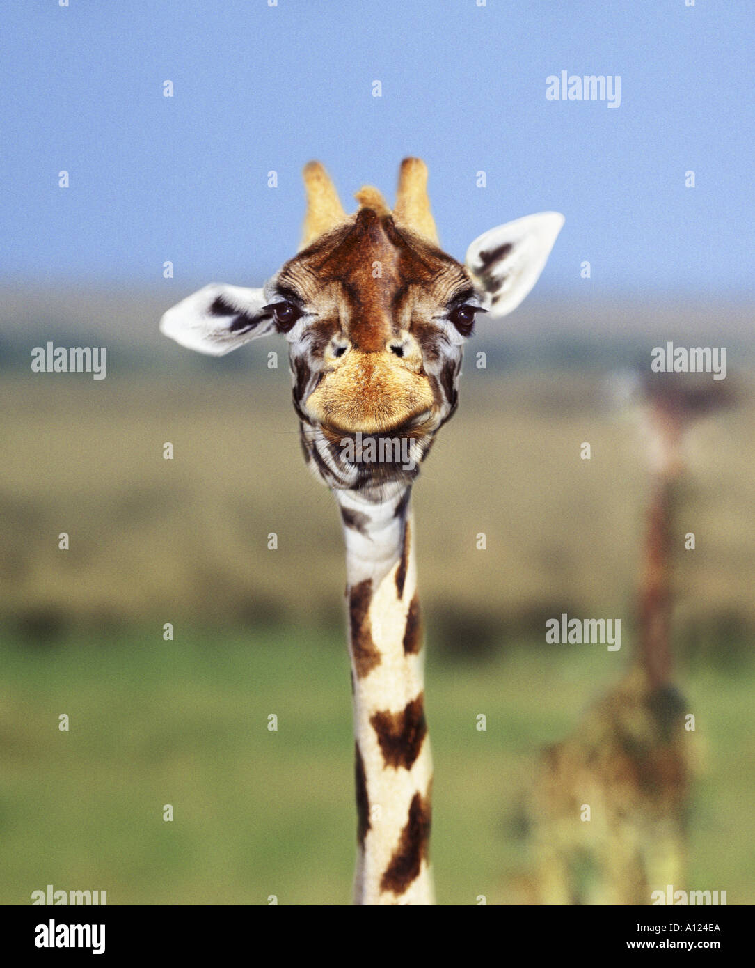 Giraffe close up Stock Photo