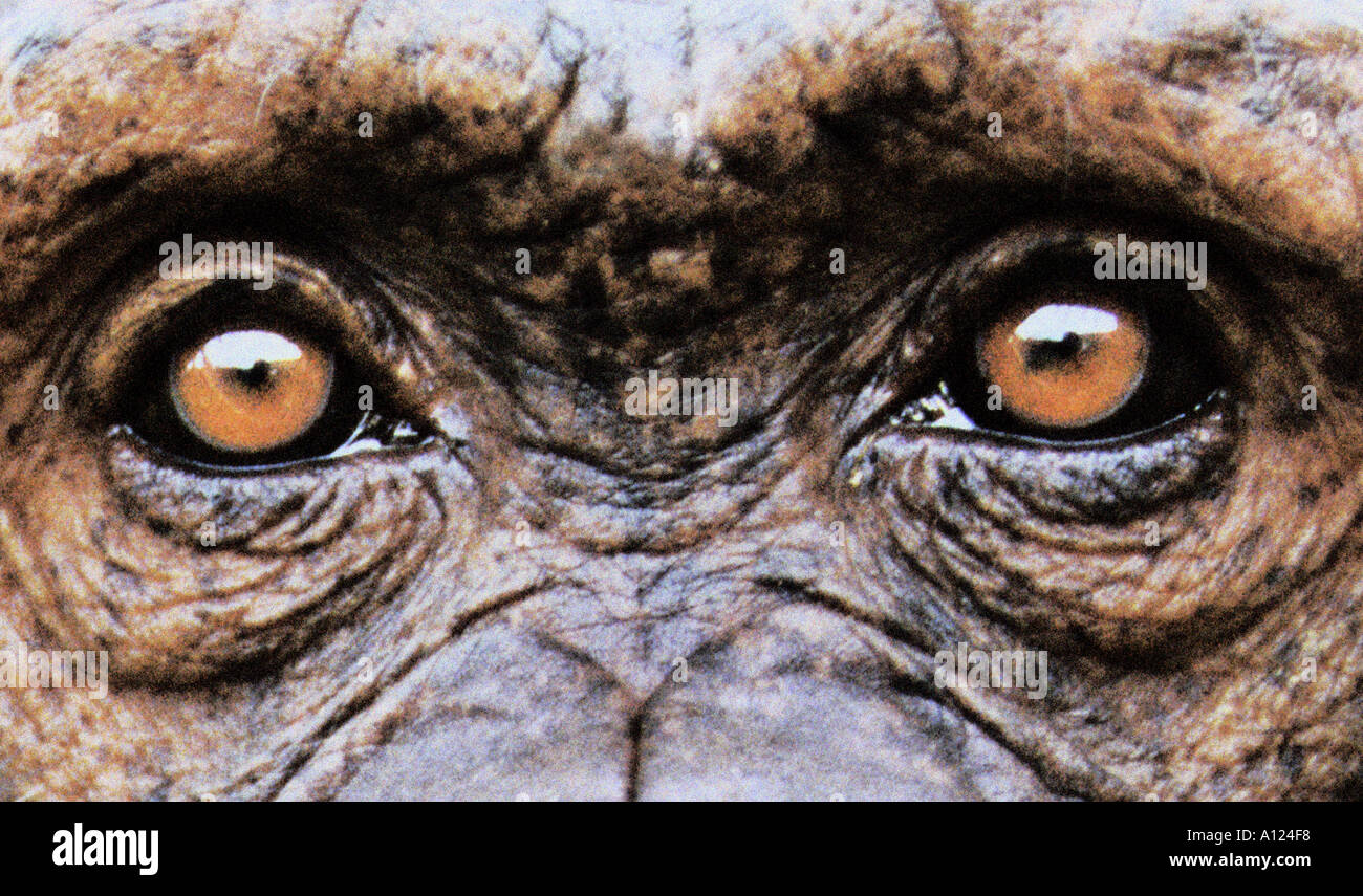Chimpanzee s eyes Stock Photo Alamy