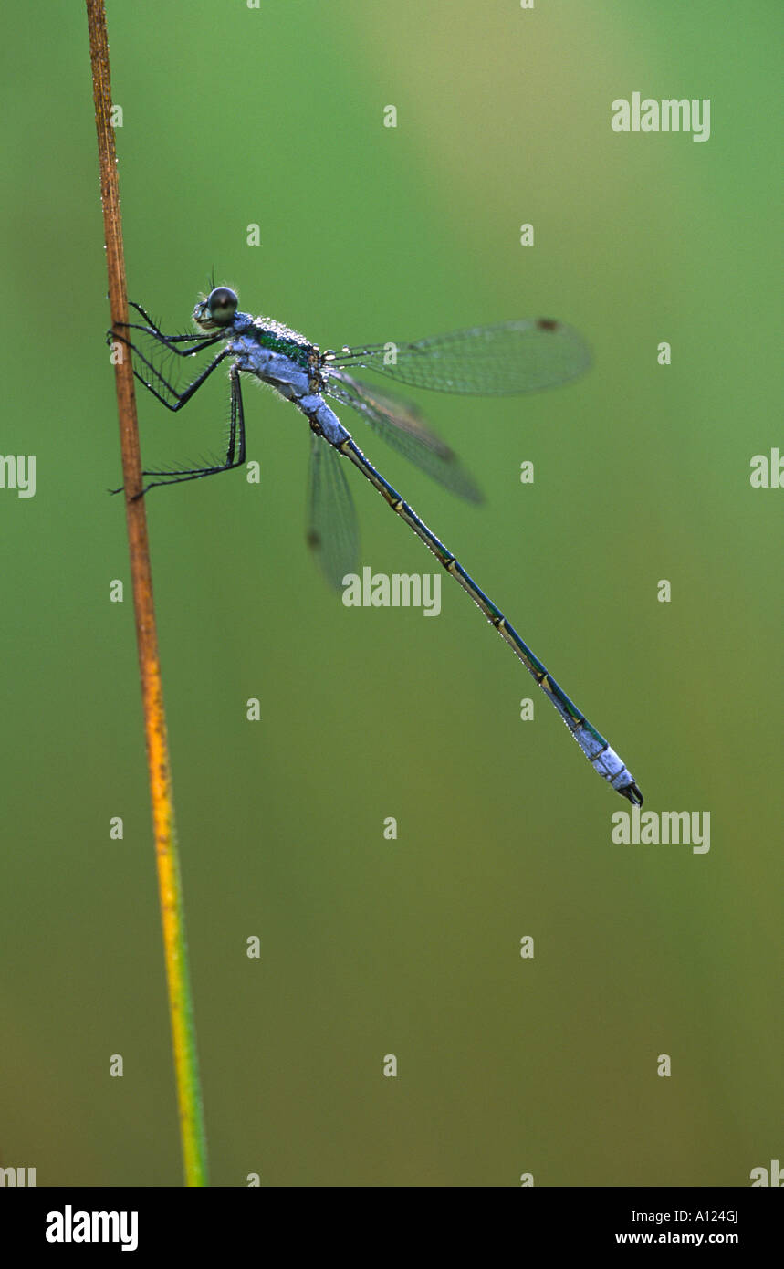Emerald Damselfly lestes sponsa Stock Photo - Alamy