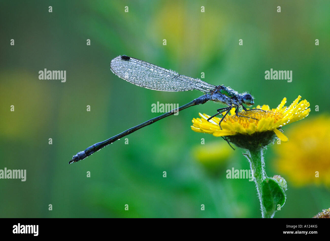 Emerald Damselfly lestes sponsa Stock Photo - Alamy