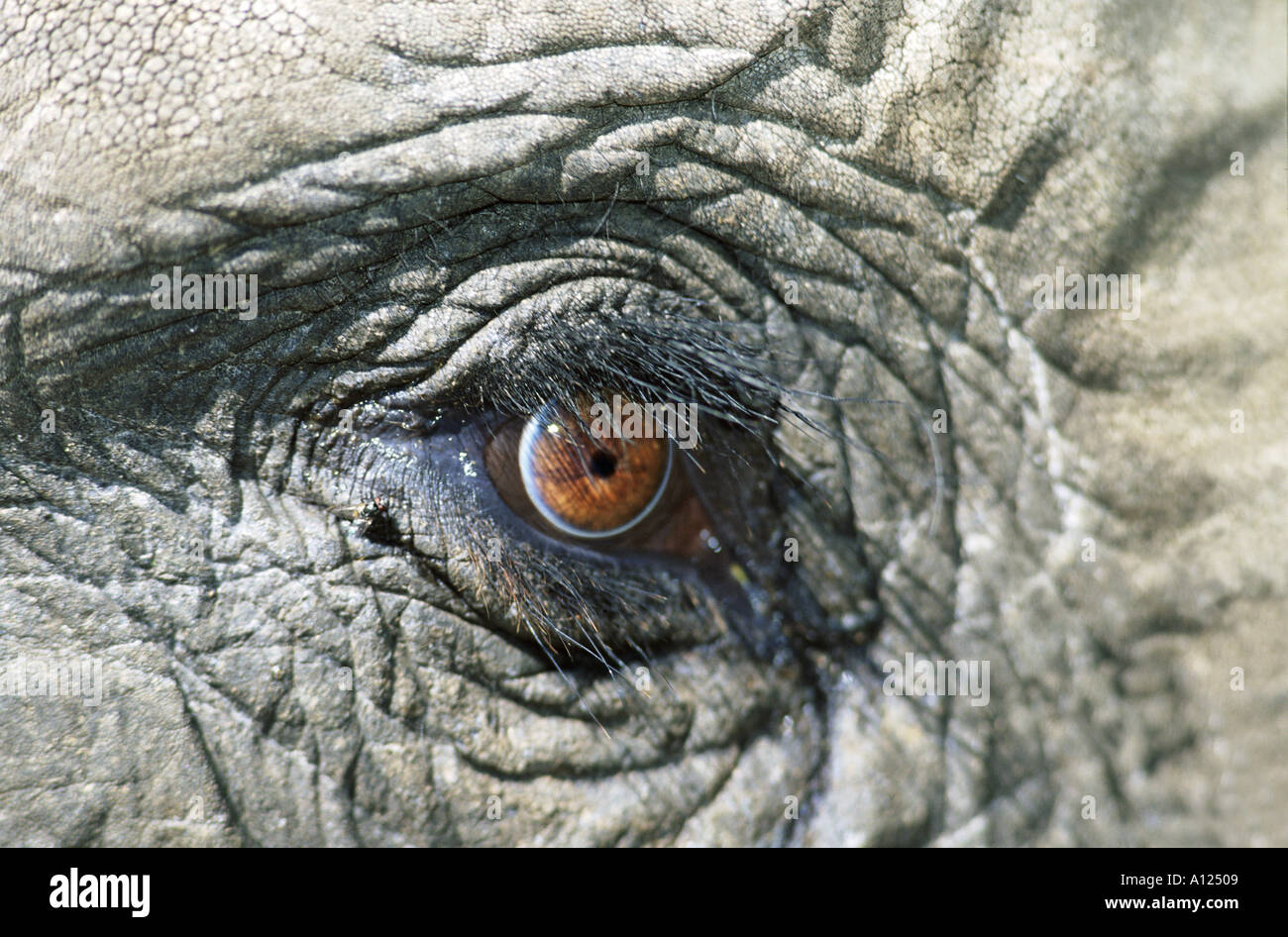 Close up of African elephant s eye Stock Photo