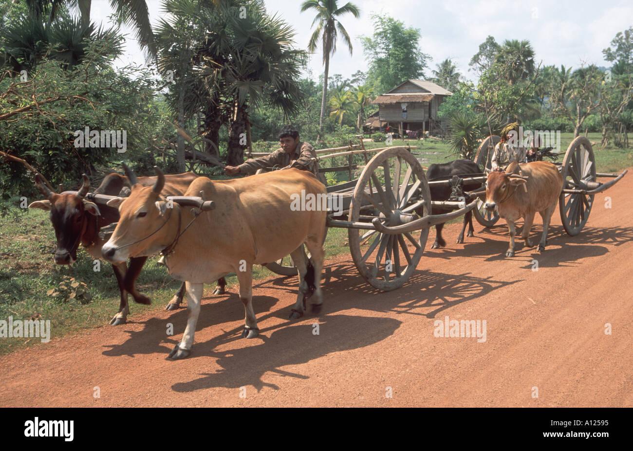 bullock cart cambodia Stock Photo