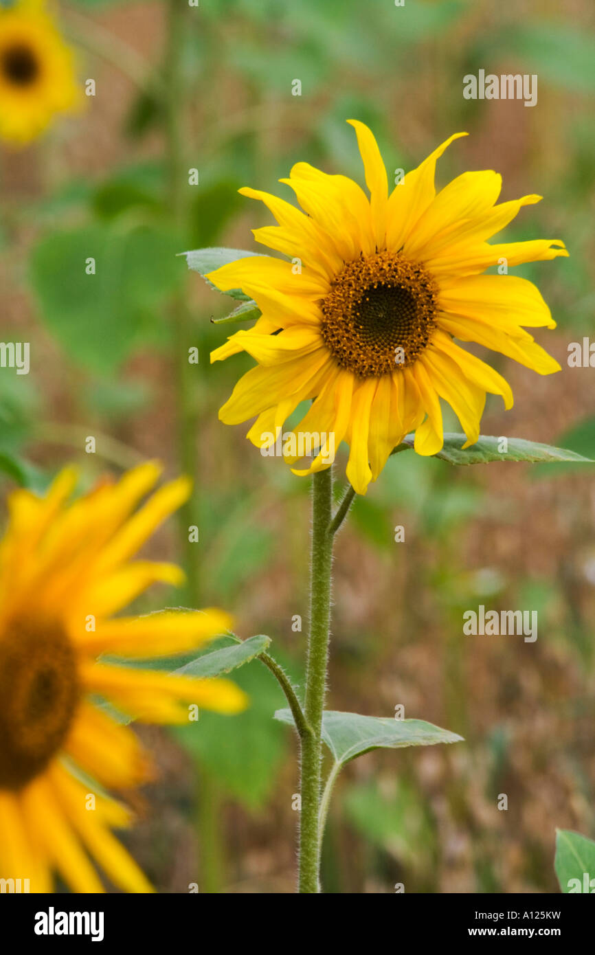 sunflowers in the field Stock Photo - Alamy