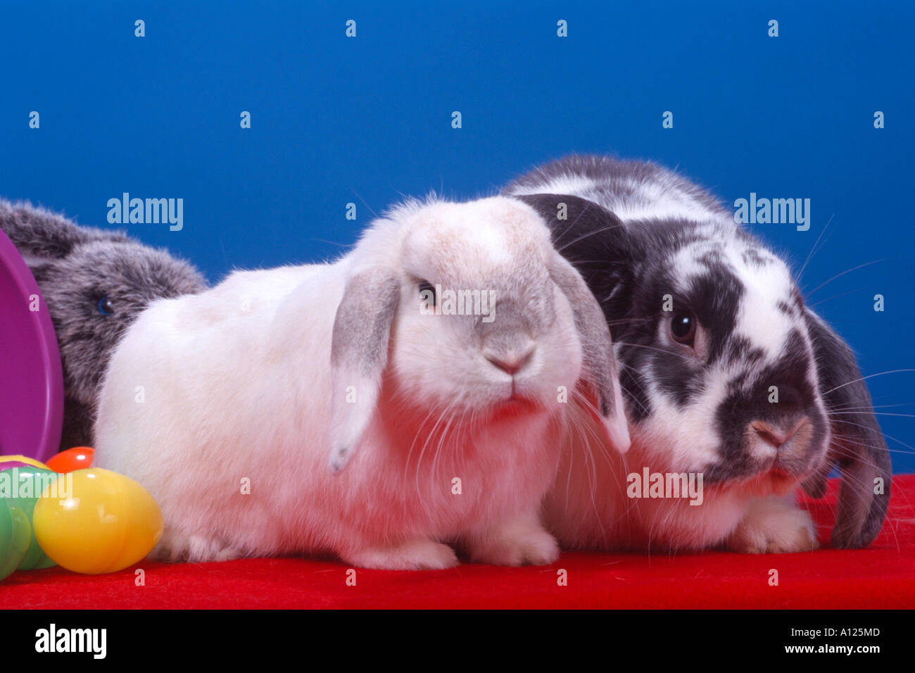 holland lop toys